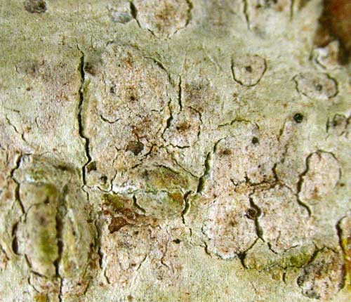 Cryptothecia submacrocephala