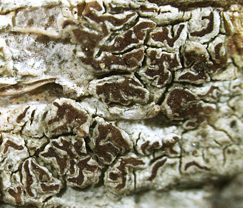 Enterographa anguinella