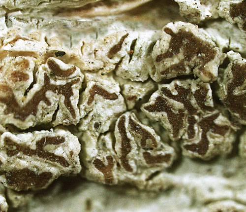 Enterographa anguinella