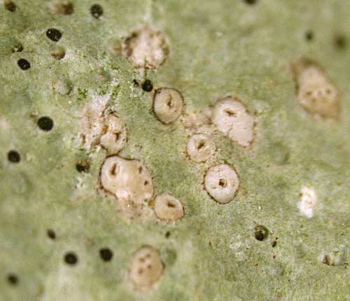 Enterographa bagliettoae