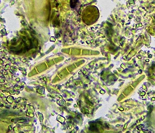 Enterographa bagliettoae