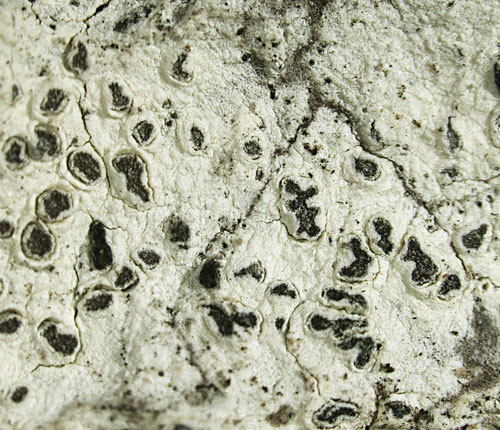 Enterographa bradleyana