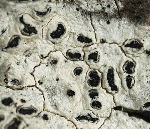 Enterographa bradleyana