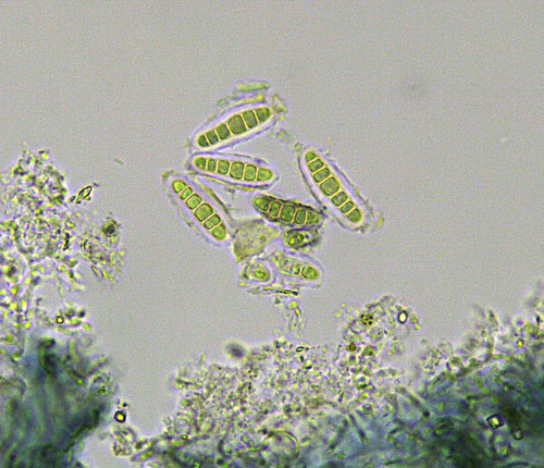 Enterographa bradleyana