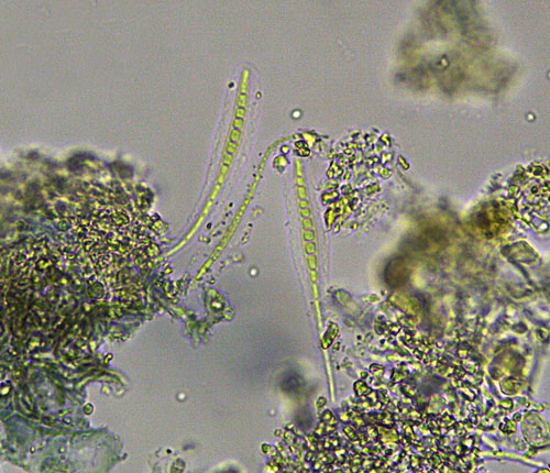 Enterographa caudata