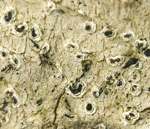Enterographa caudata