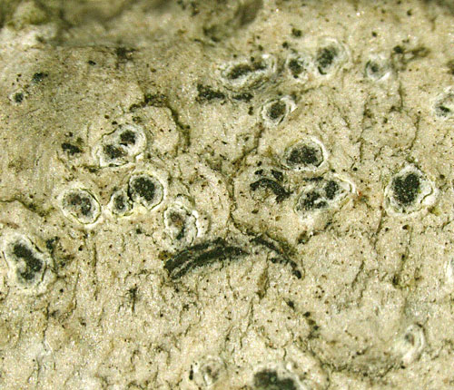 Enterographa caudata
