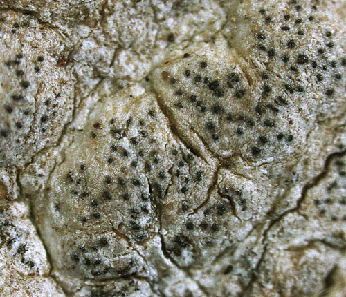 Enterographa compunctula