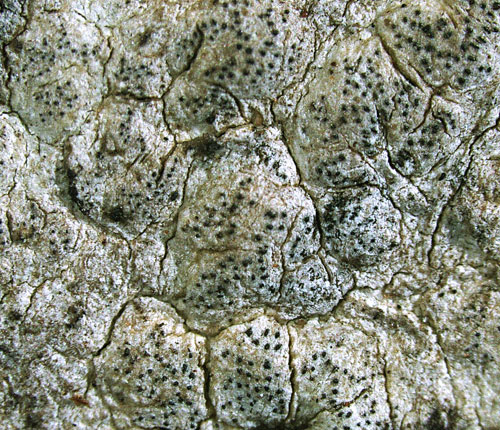 Enterographa compunctula