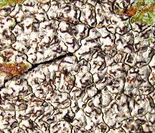 Enterographa hutchinsiae