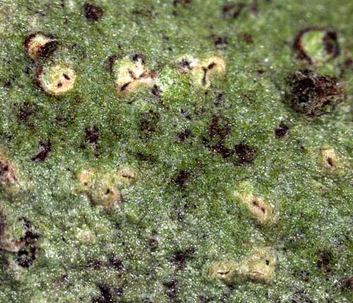 Enterographa johnsoniae