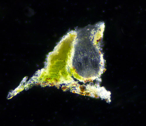 Enterographa johnsoniae