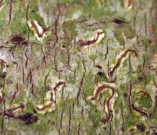 Enterographa keylargoensis