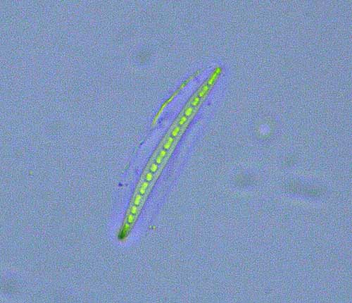 Enterographa keylargoensis