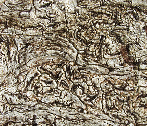Enterographa murrayana