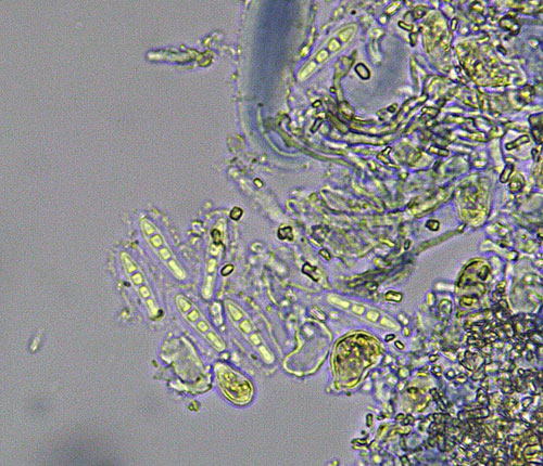 Enterographa nitidula