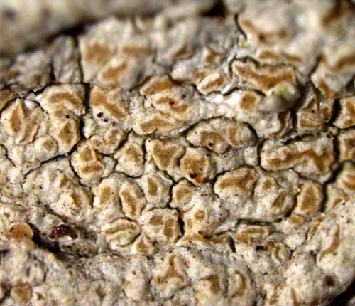 Enterographa pallidella