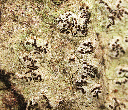 Enterographa quassiicola