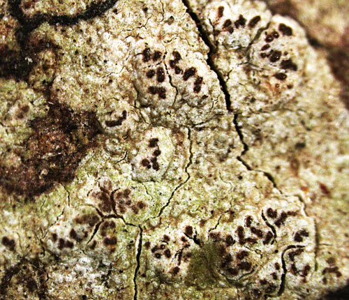 Enterographa quassiicola