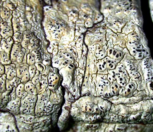 Enterographa subserialis