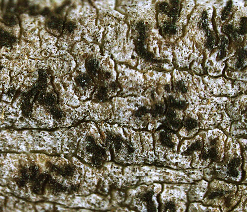 Enterographa tropica