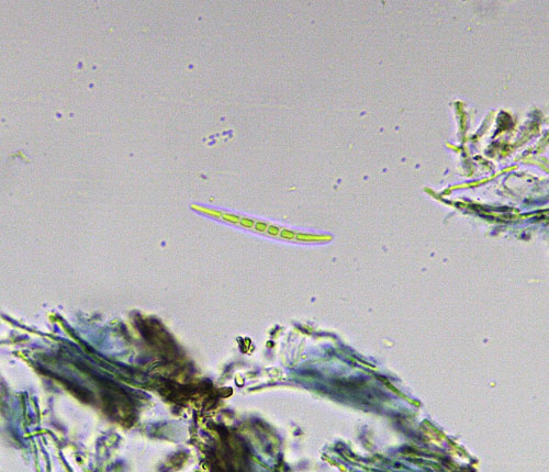 Enterographa tropica spore