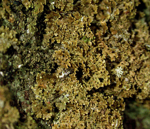 Eschatogonia prolifera
