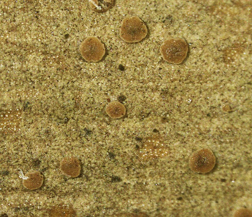 Fellhanera rhapidophylli