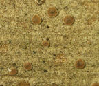 Fellhanera rhapidophylli