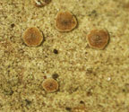 Fellhanera rhapidophylli