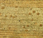 Fellhanera rhapidophylli