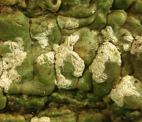 Fissurina aggregatula