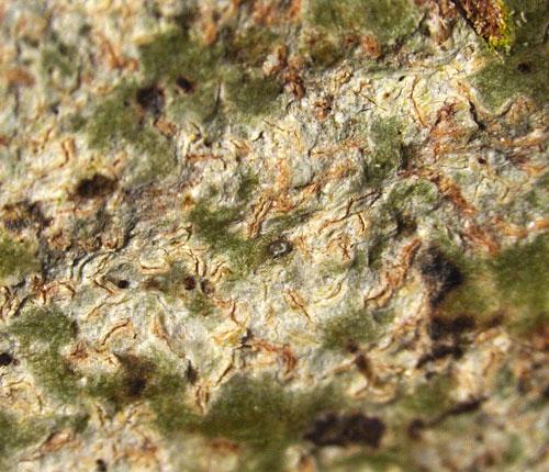 Fissurina analphabetica