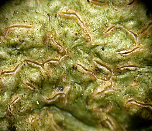 Fissurina cingalina