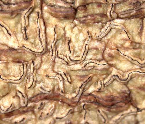 Fissurina columbina