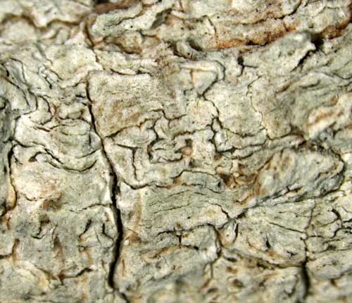 Fissurina illiterata