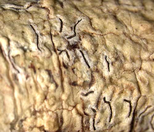 Fissurina incrustans