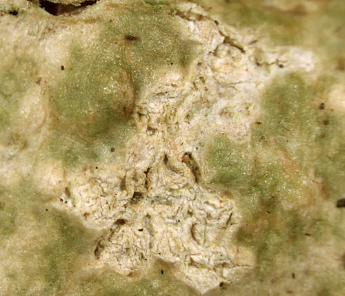 Fissurina intercludens