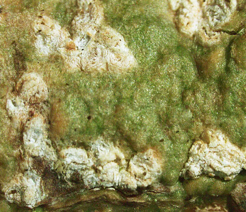 Fissurina intercludens