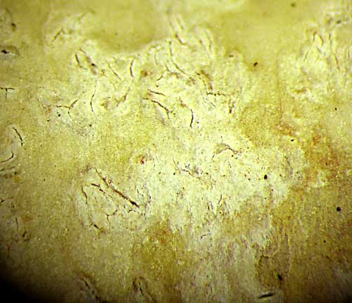 Fissurina mexicana