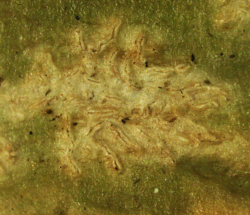 Fissurina radiata