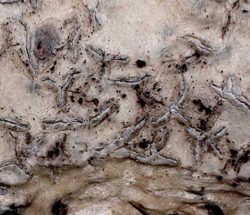 Fissurina scolecitis