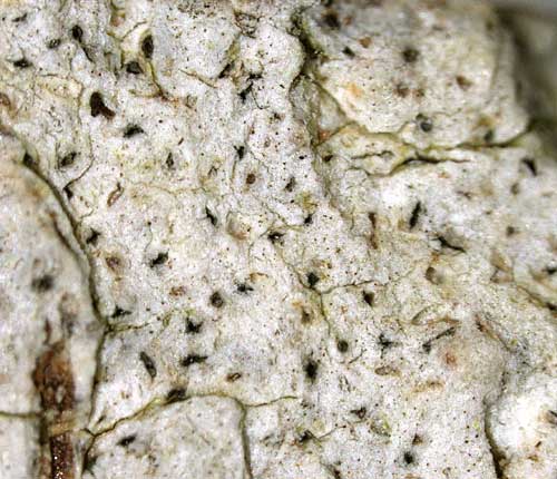 Fissurina tachygrapha