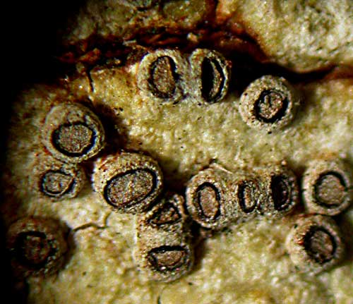 Glyphis scyphulifera