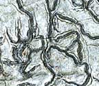 Graphis dendrogramma