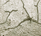 Graphis dendrogramma
