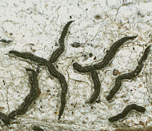Graphis anfractuosa