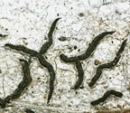 Graphis anfractuosa