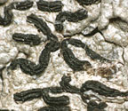 Fissurina mexicana