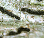 Graphis bungartzii